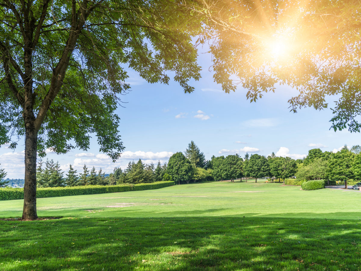 綠化苗木移植前、中、後 (hòu)期的技術要點
